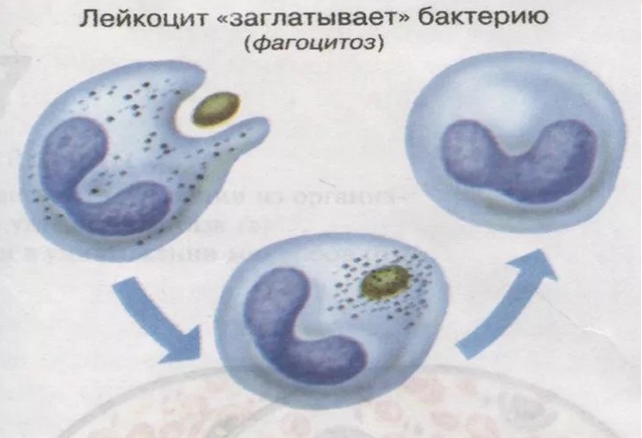 Процесс фагоцитоза Схема процесса фагоцитоза: как фагоциты поглощают и уничтожают бактерии